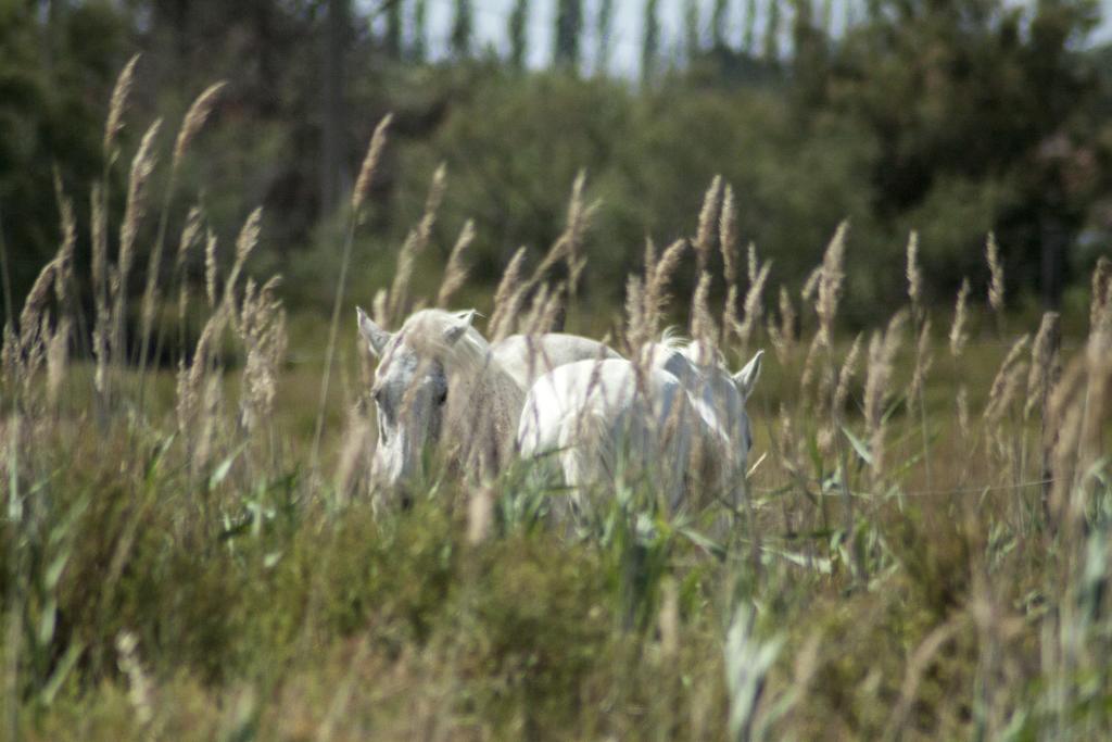 Bergerie D'Alivon En Camargue Bed & Breakfast Albaron Eksteriør bilde